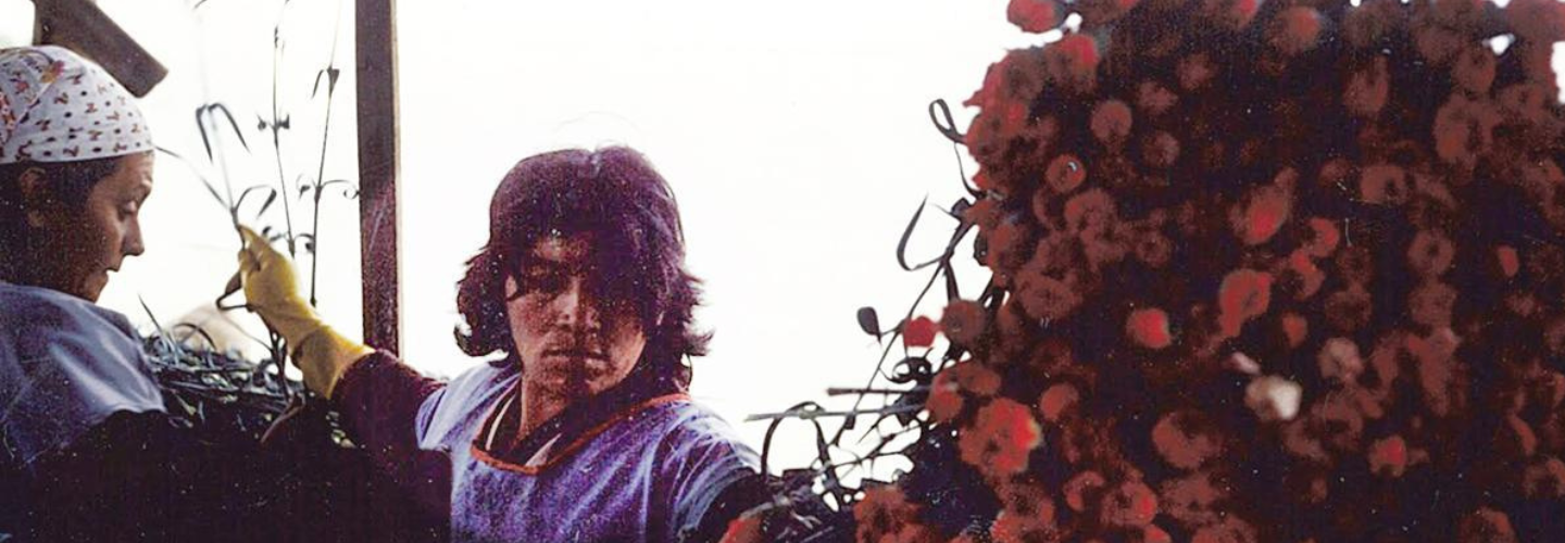 Two women work at sorting a mound of red flowers