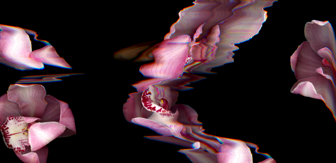 Colorful form suggesting pink flower with waves of digital interference