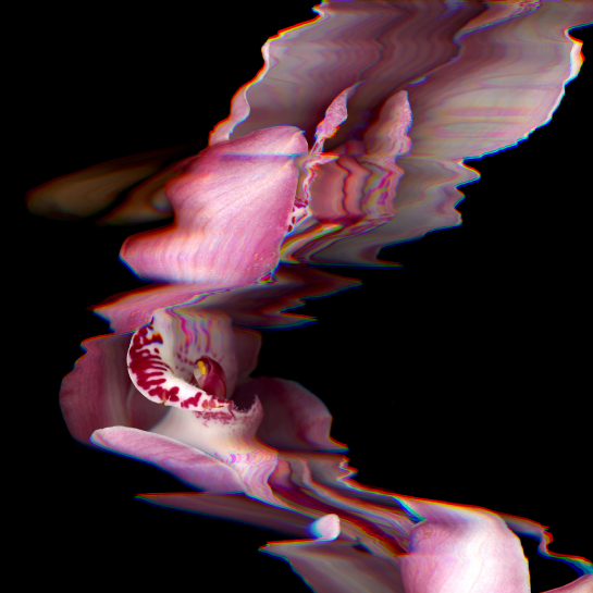 Colorful form suggesting pink flower with waves of digital interference