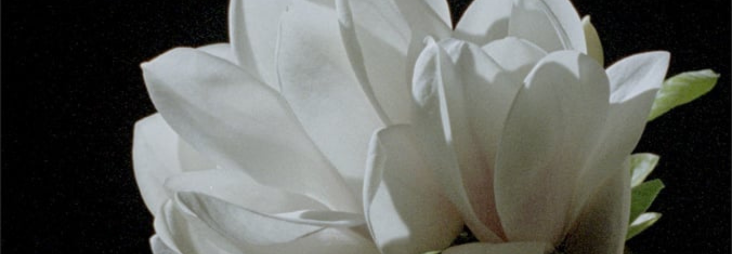 A white flower in close up with a black background