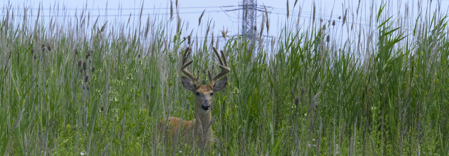 A deer stands in tall reeds with power lines in the background