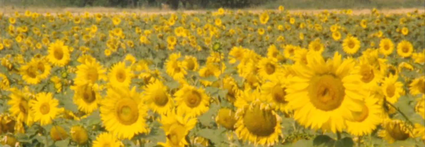 A field of sunflowers