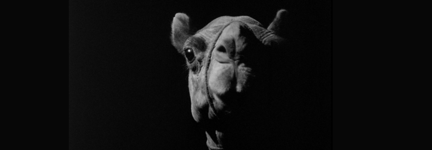 Black and white close up of a camel's face with a black backdrop