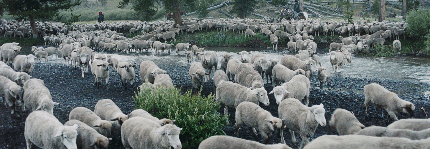 A herd of sheep surrounded by tall trees 