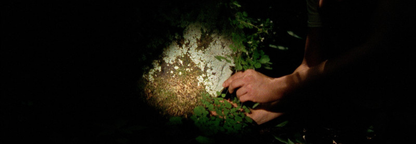 Surrounded by darkness a hand reaches into a spotlight touching the plants on the ground