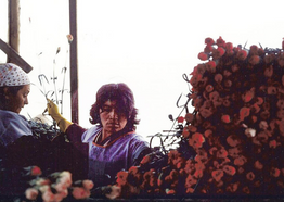 Two women with medium skin tone sort a large pile of carnations 