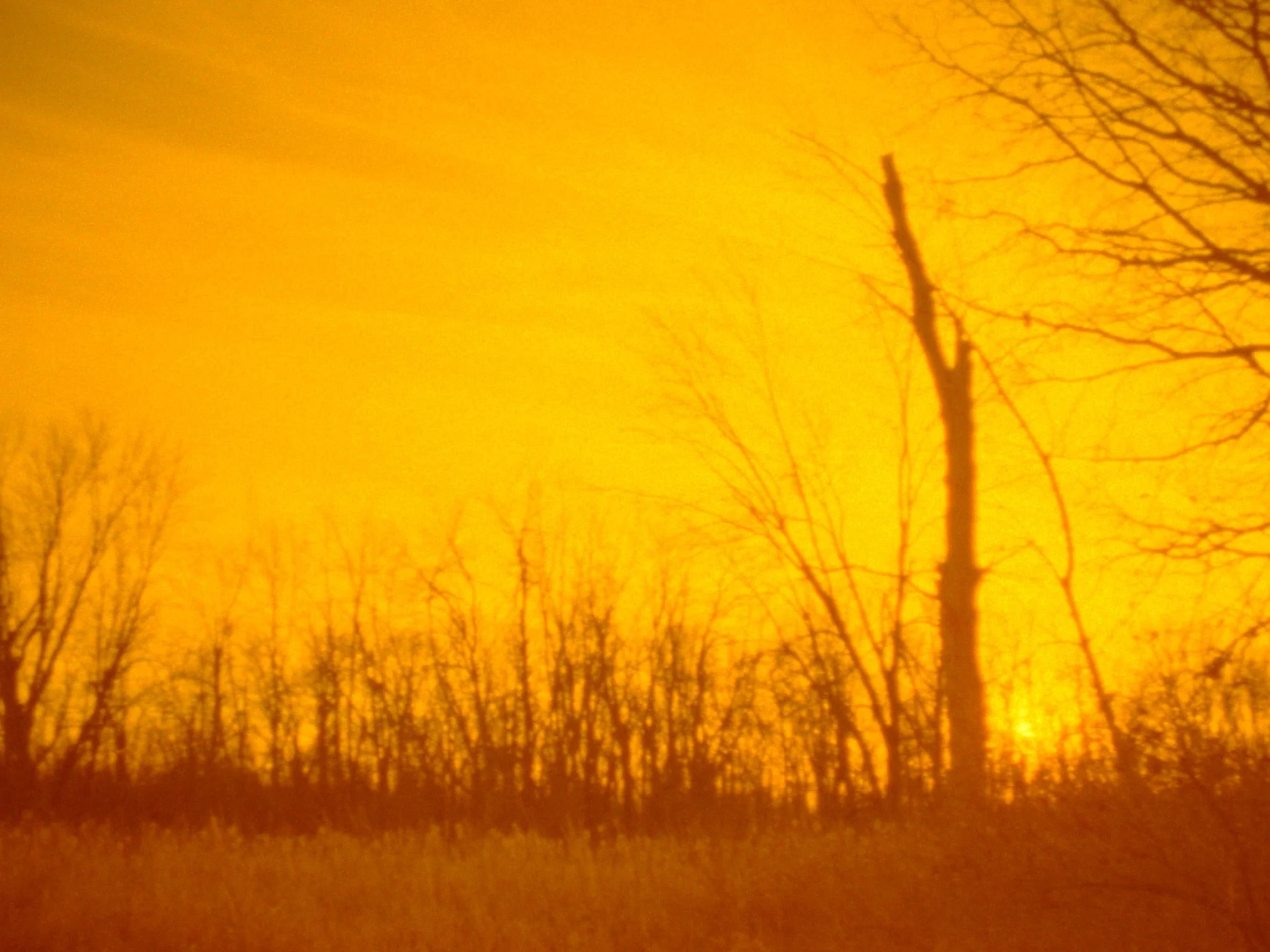 Yellow tinged view of the woods