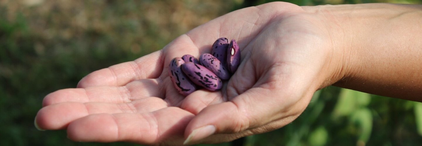 A hand holding a group of seeds.
