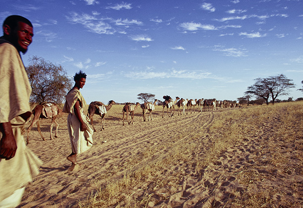 Dromedary camels, loaded with slabs of salt, on caravan route